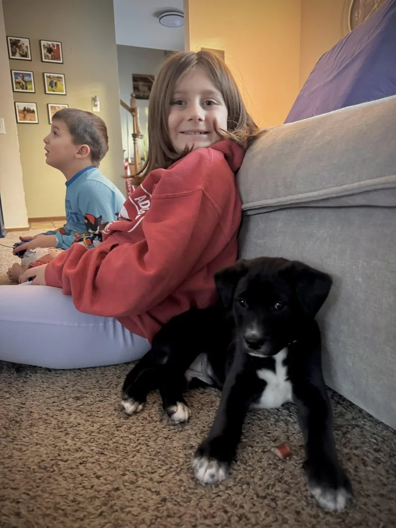 Cupid The Aussie Mix thumbnail 2