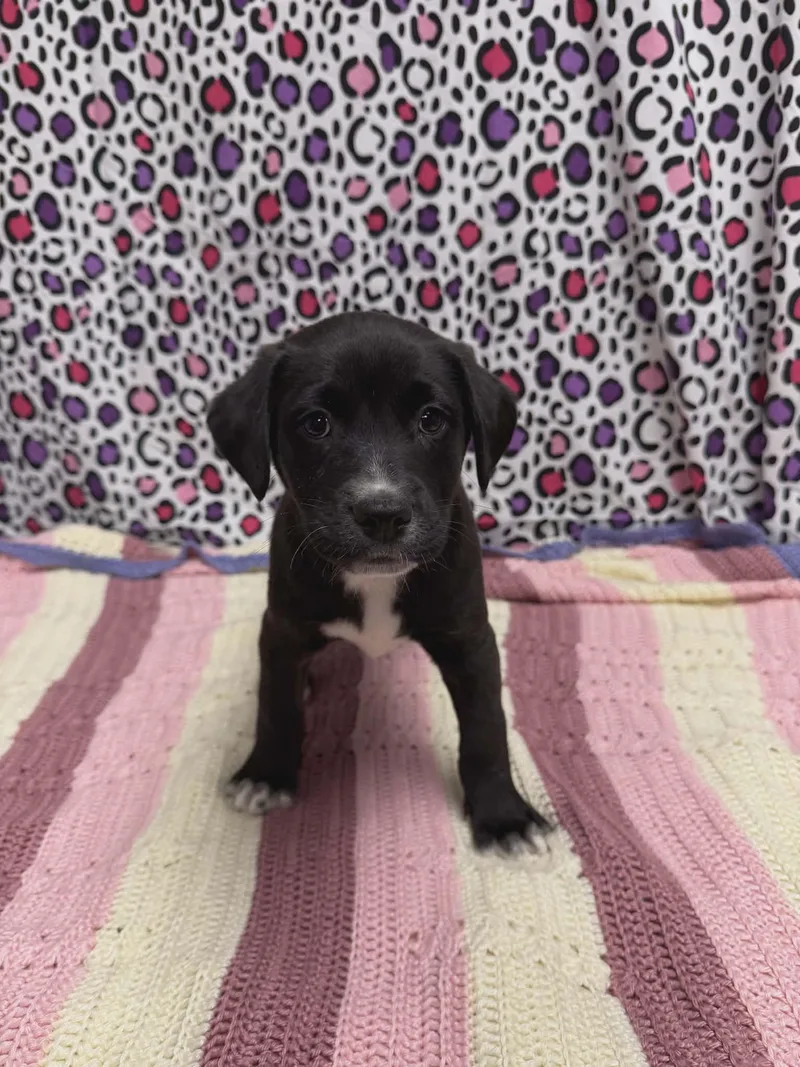 Cupid The Aussie Mix thumbnail 3