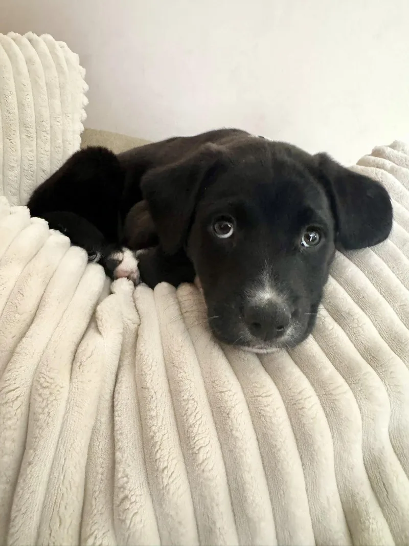 Cupid The Aussie Mix