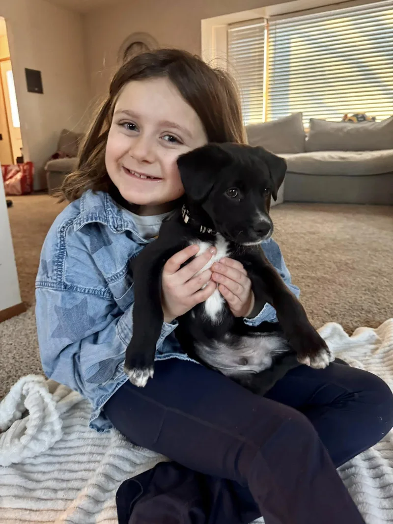 Cupid The Aussie Mix thumbnail 4