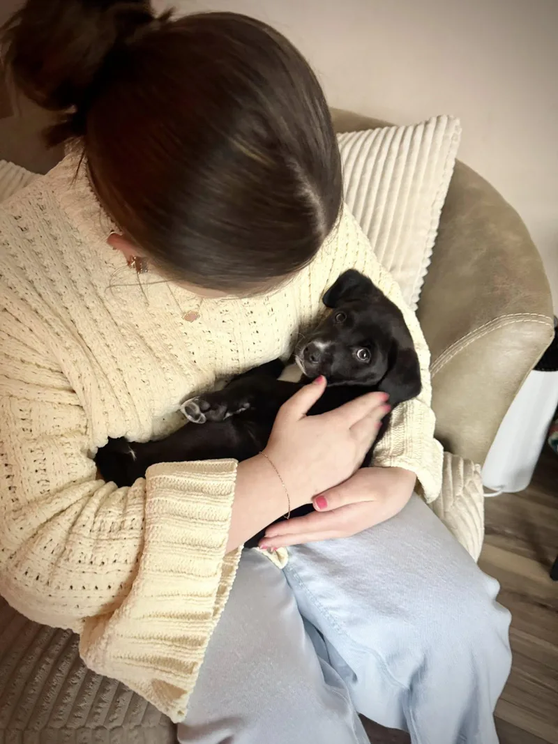 Cupid The Aussie Mix thumbnail 5