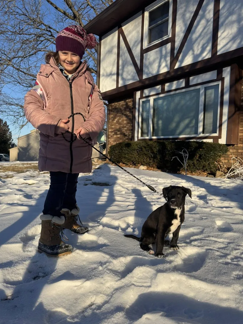 Cupid The Aussie Mix thumbnail 6