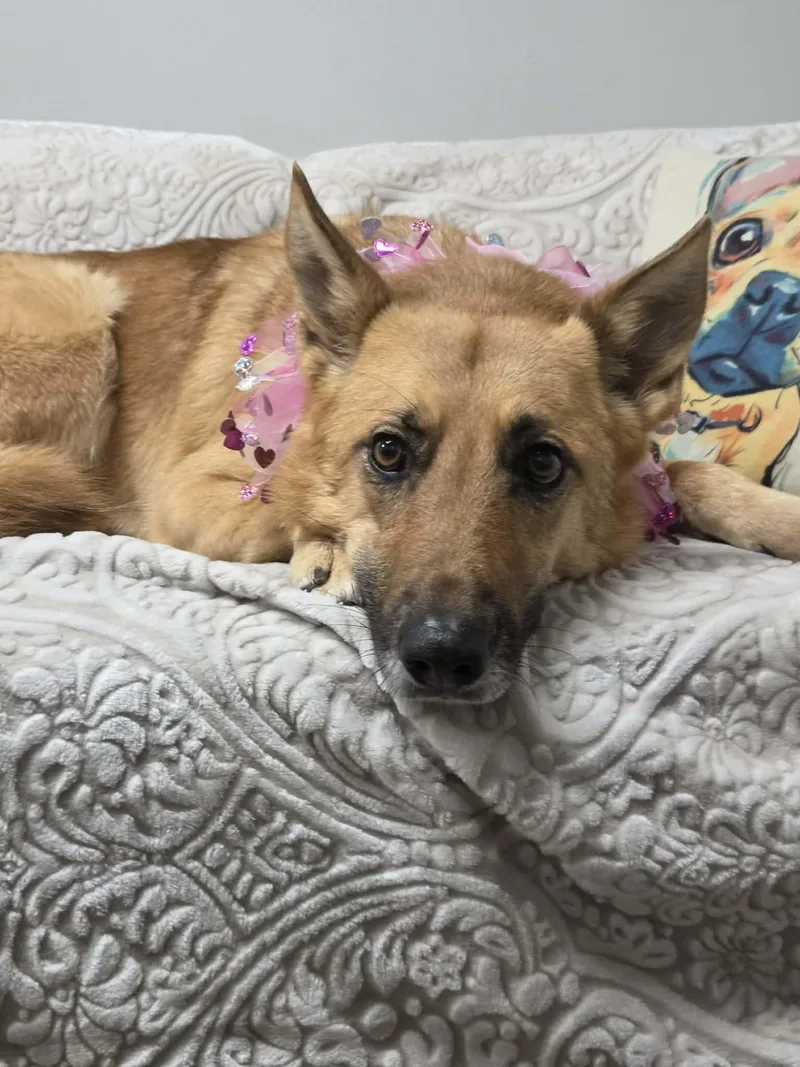 Callie The German Shepherd thumbnail 4