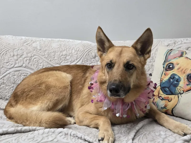 Callie The German Shepherd