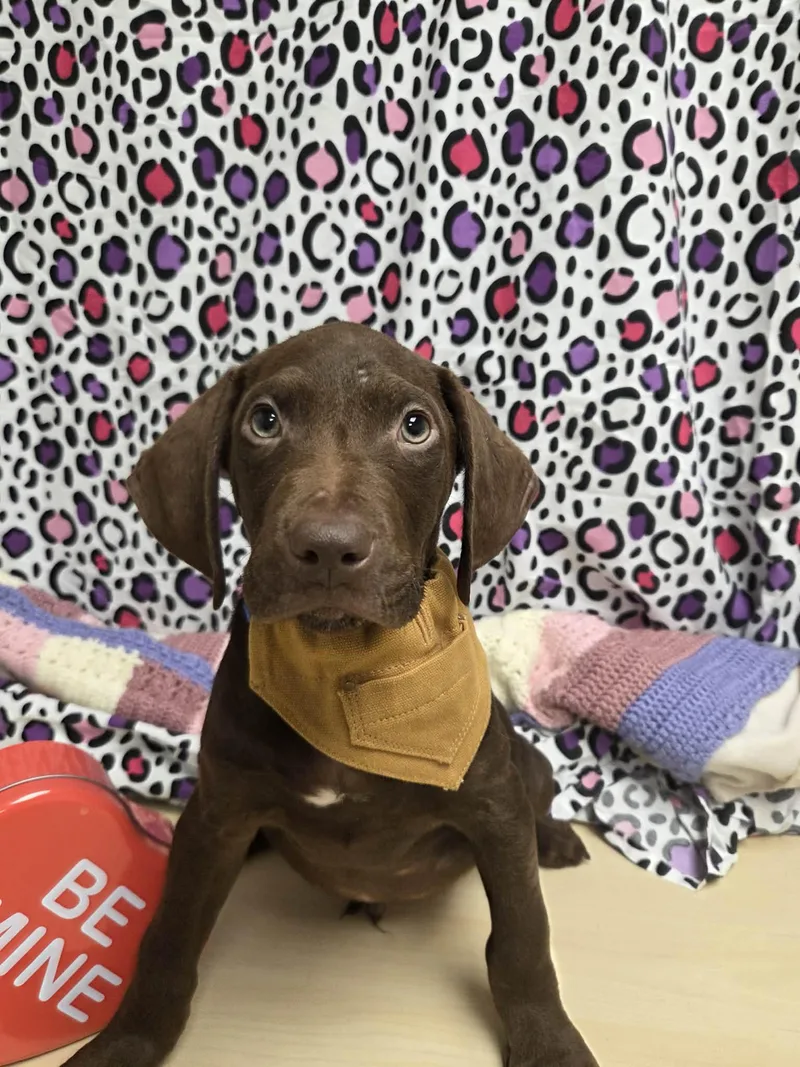 Goofy The Houndpointer Mix thumbnail 2