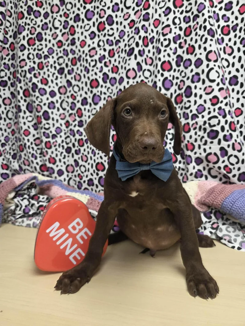 Goofy The Houndpointer Mix thumbnail 3