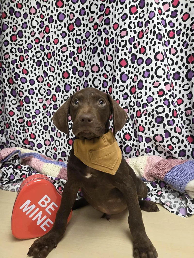 Goofy The Houndpointer Mix thumbnail 4