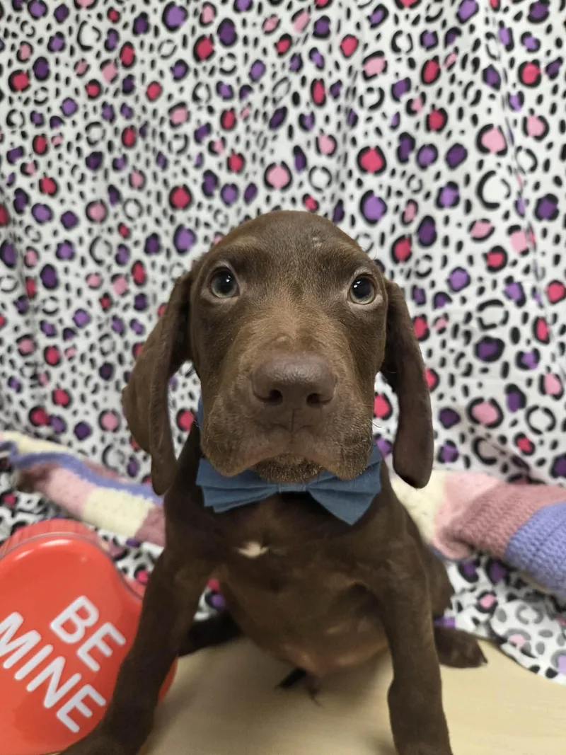 Goofy The Houndpointer Mix