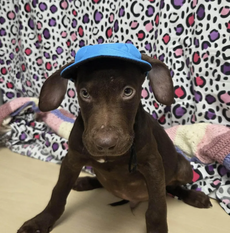 Goofy The Houndpointer Mix thumbnail 5