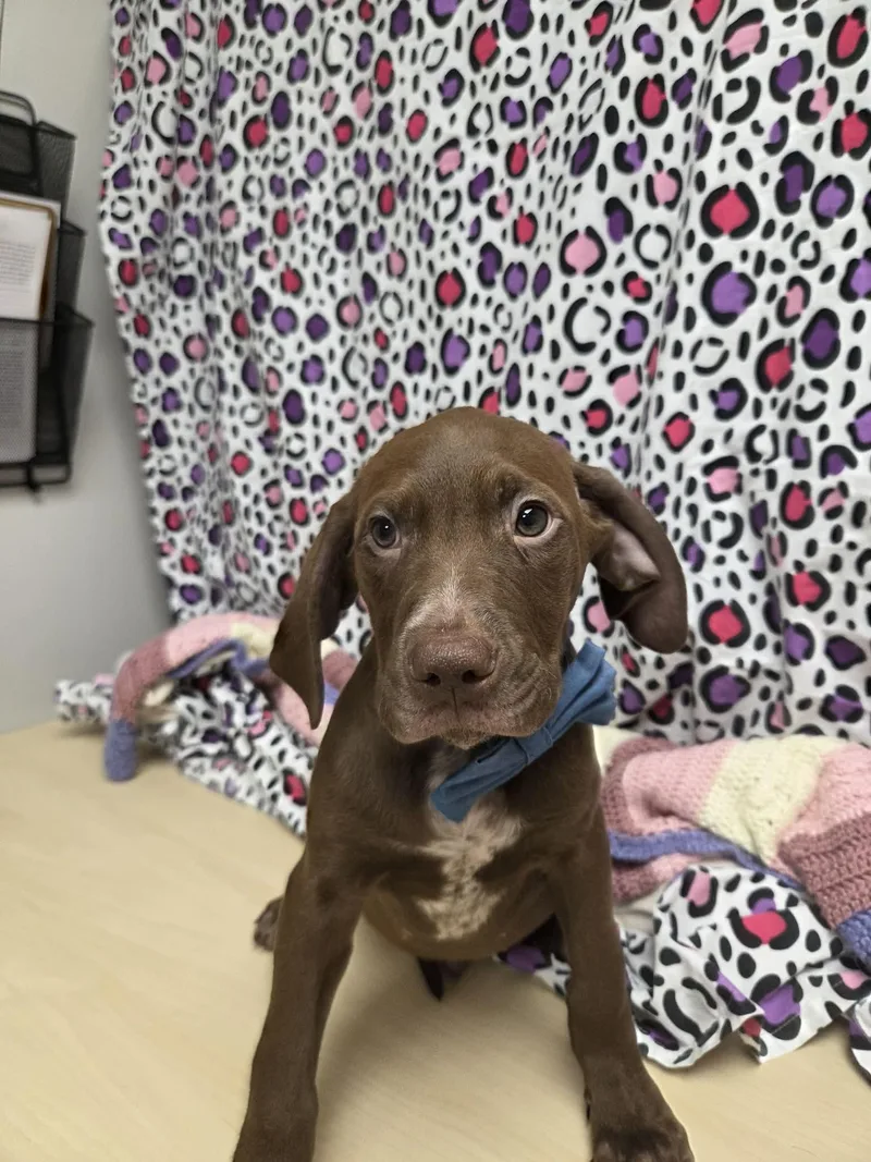 Grumpy The Houndpointer Mix thumbnail 2