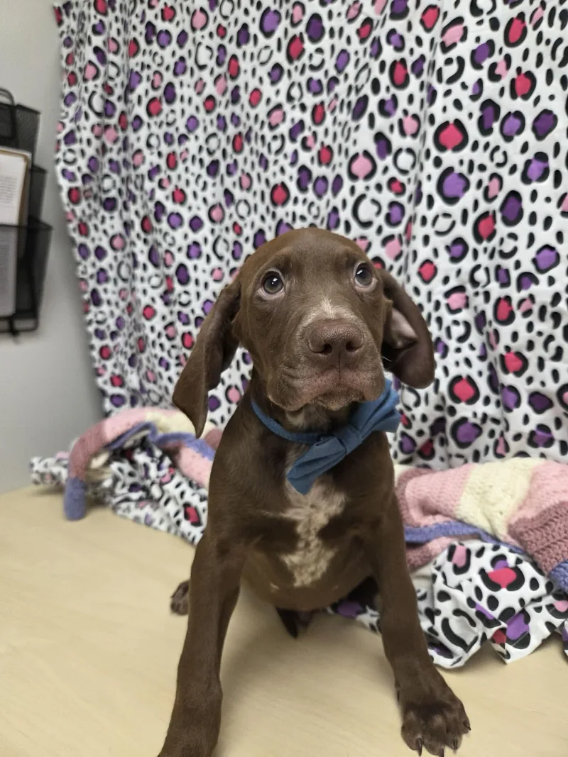 Grumpy The Houndpointer Mix thumbnail 3