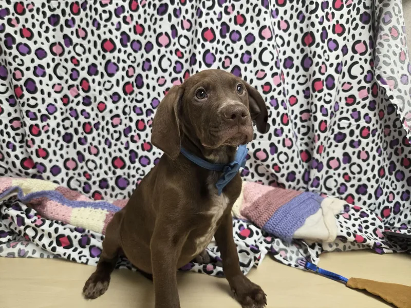 Grumpy The Houndpointer Mix thumbnail 4