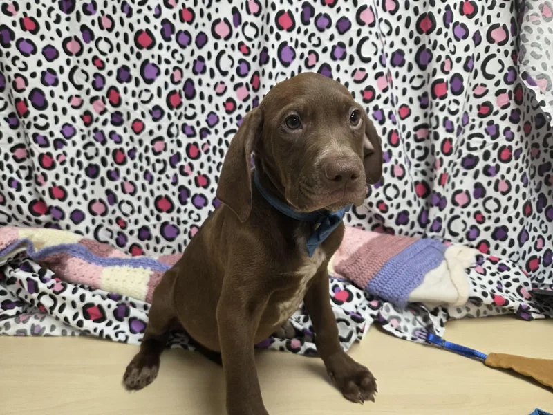 Grumpy The Houndpointer Mix thumbnail 5