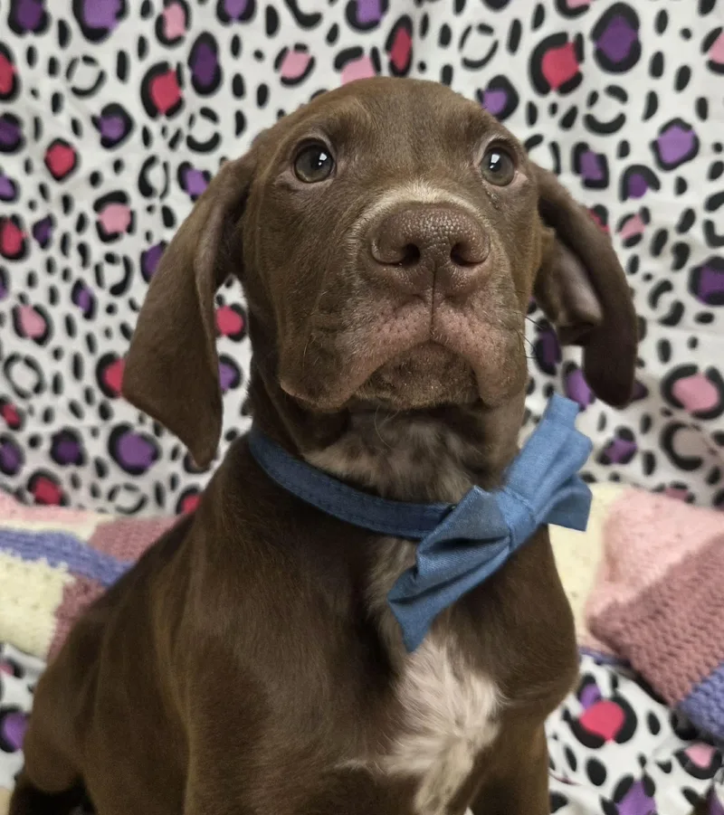 Grumpy The Houndpointer Mix thumbnail 6