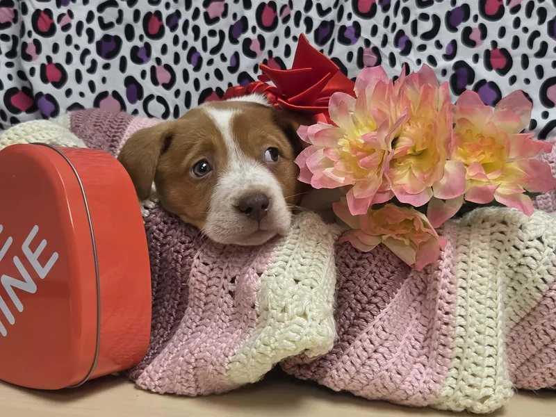 Beatrice thumbnail 2