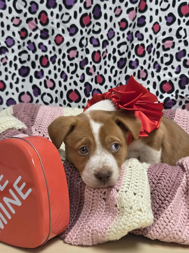 Beatrice thumbnail 3