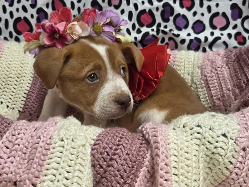 Beatrice thumbnail 4