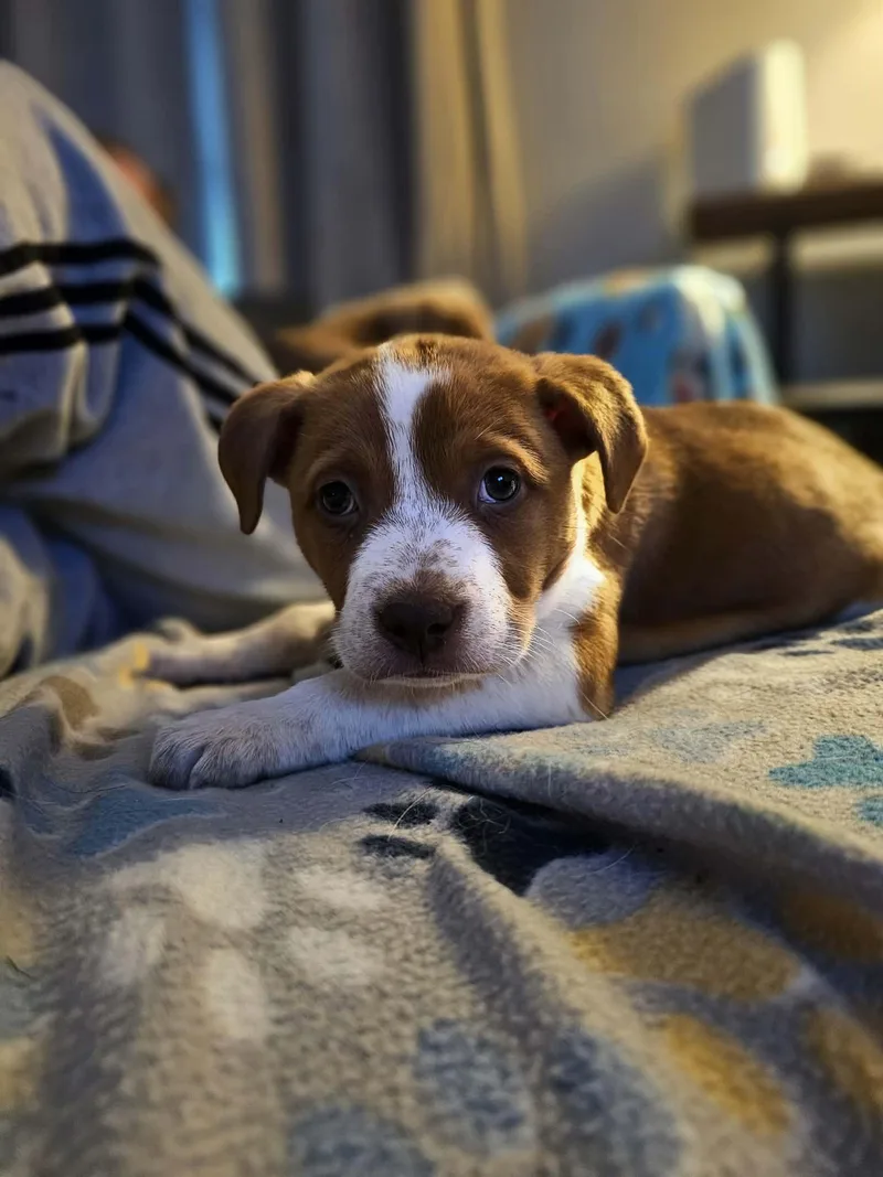 Beatrice thumbnail 5