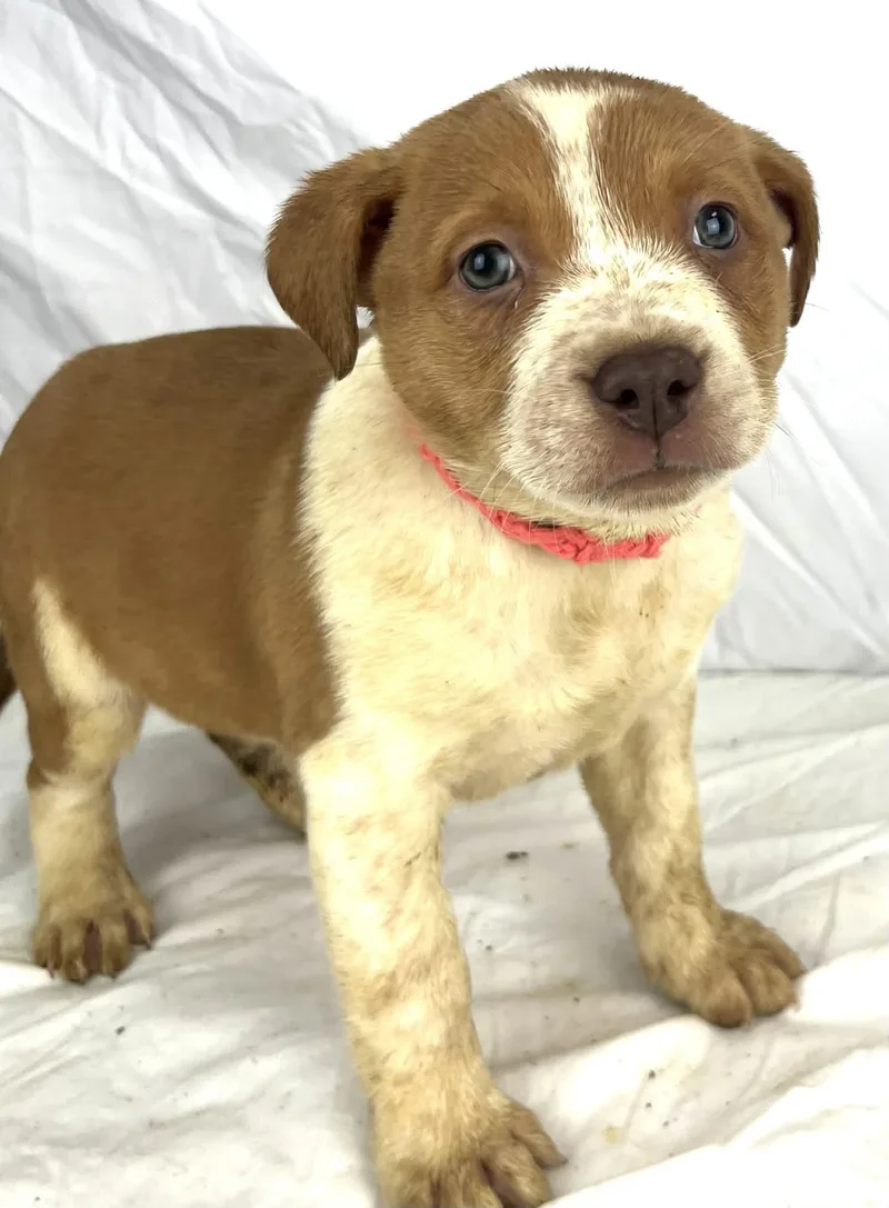 Beatrice thumbnail 6