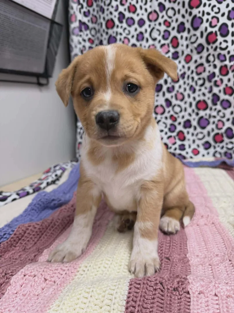 Beau The Aussie Mix thumbnail 2