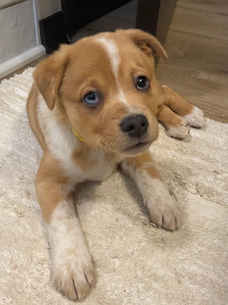 Beau The Aussie Mix