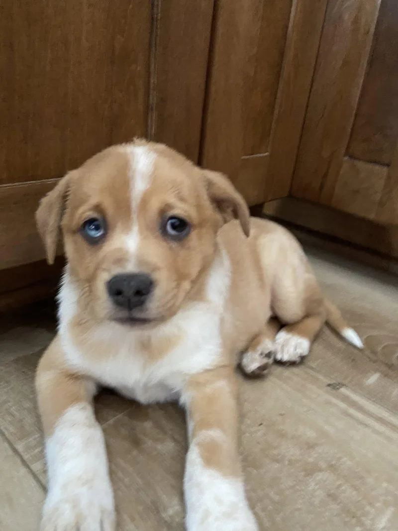 Beau The Aussie Mix thumbnail 3