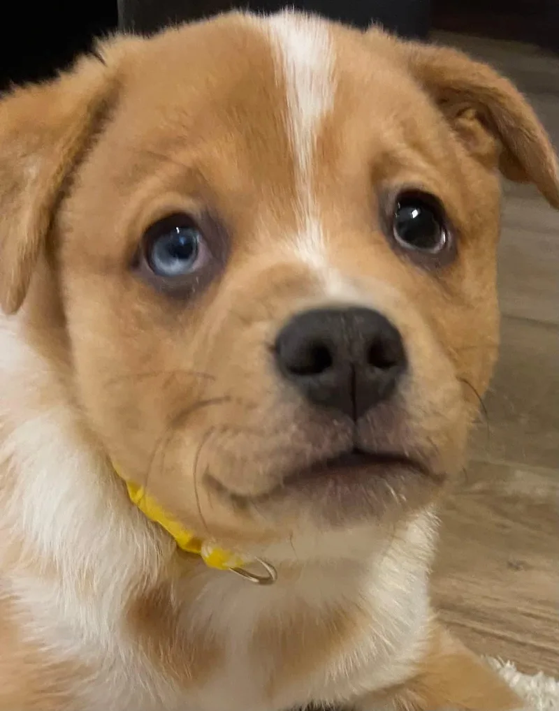 Beau The Aussie Mix thumbnail 4