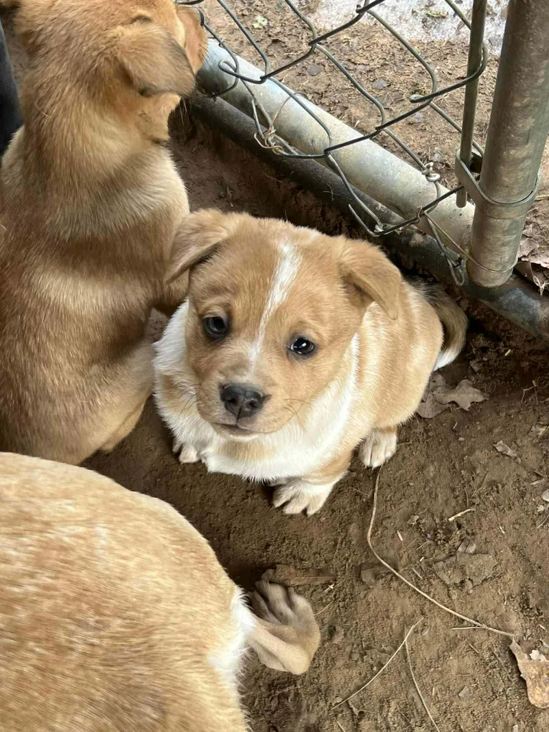 Beau The Aussie Mix thumbnail 5