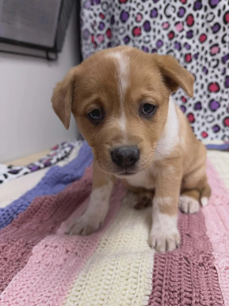 Beau The Aussie Mix thumbnail 6