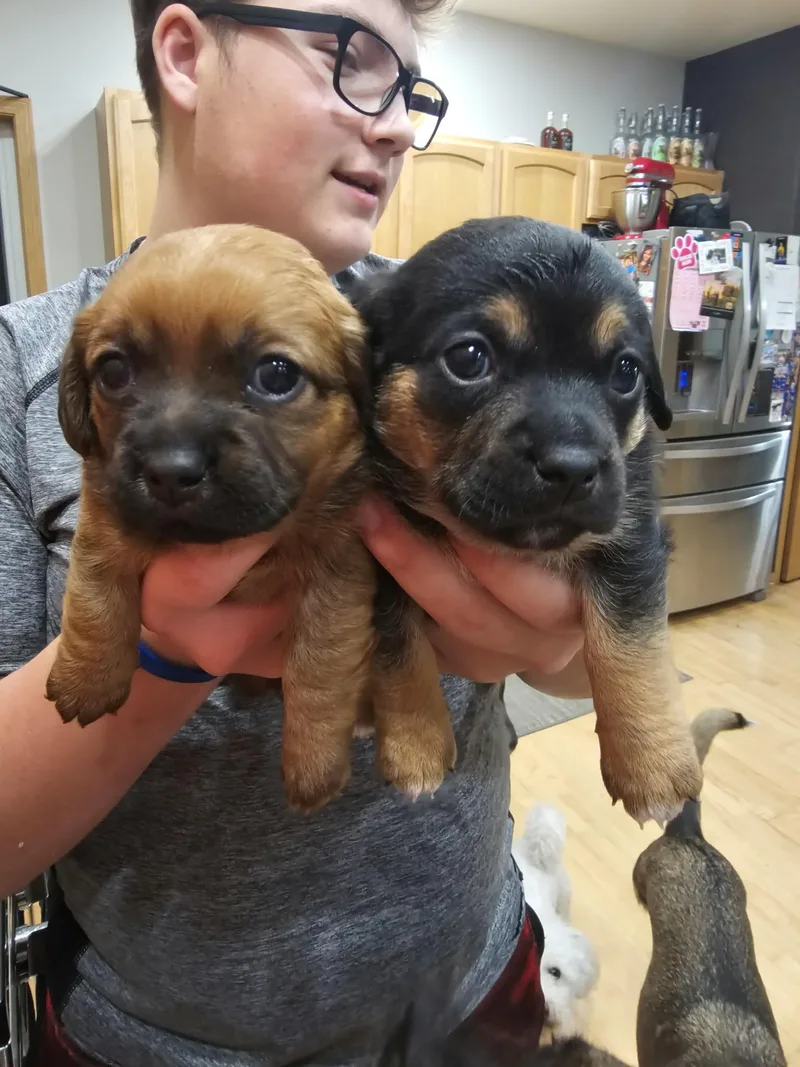 Bella The Dachshund Mix thumbnail 3