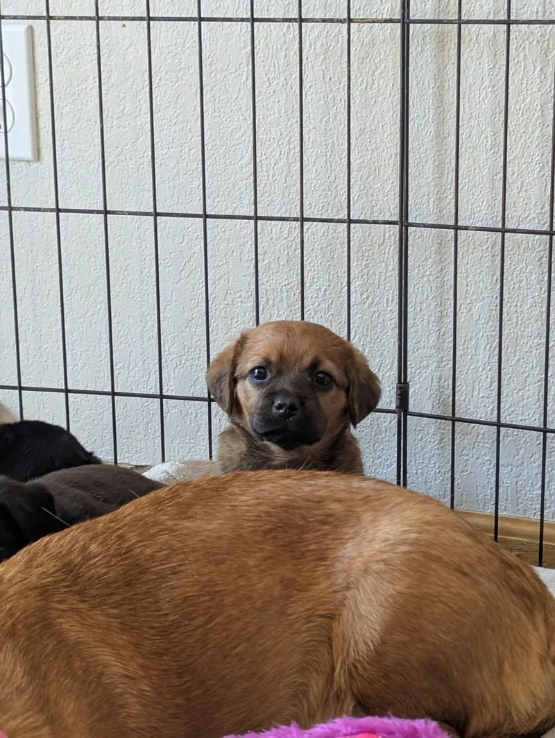 Bella The Dachshund Mix thumbnail 4