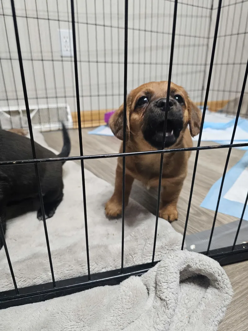 Bella The Dachshund Mix thumbnail 5