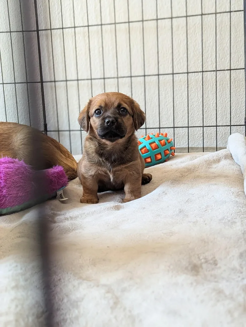 Bella The Dachshund Mix