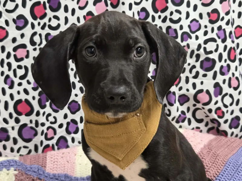 Pete The Houndpointer Mix thumbnail 2