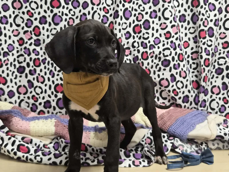 Pete The Houndpointer Mix thumbnail 4