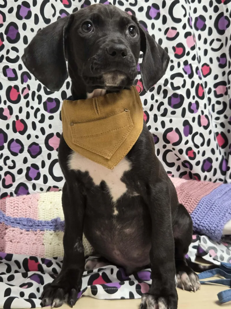 Pete The Houndpointer Mix