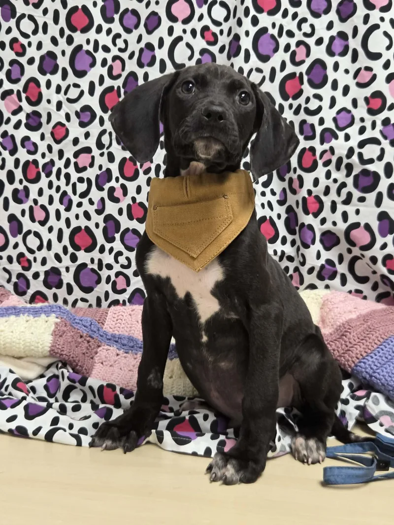 Pete The Houndpointer Mix thumbnail 6