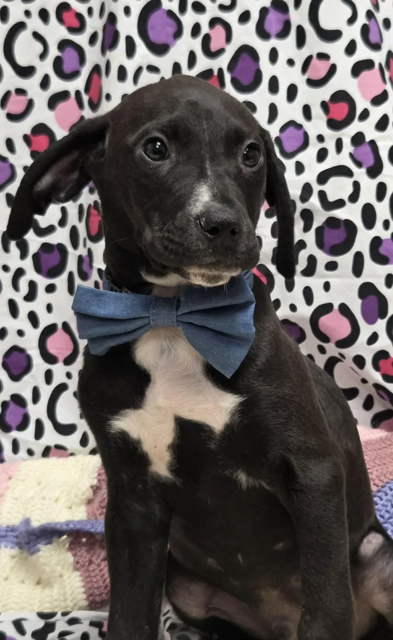 Pj The Houndpointer Mix thumbnail 2