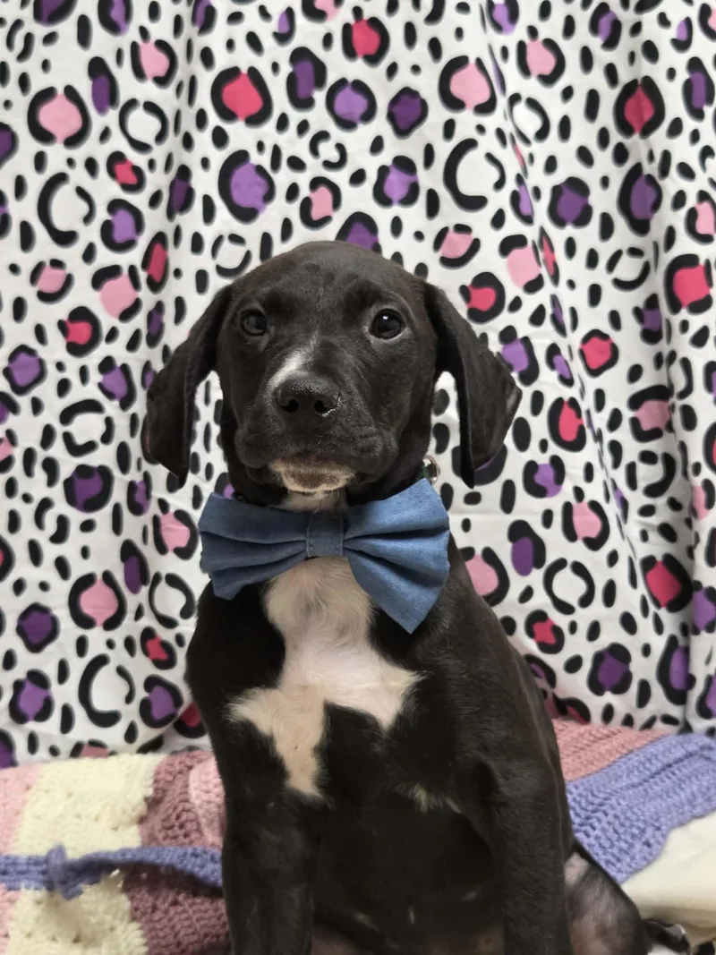 Pj The Houndpointer Mix thumbnail 3