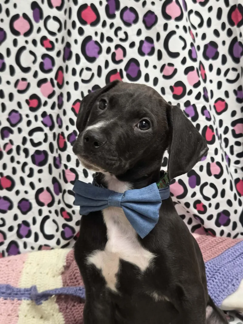 Pj The Houndpointer Mix thumbnail 4