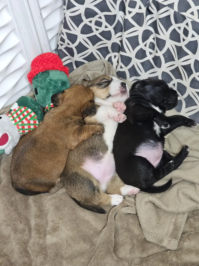 Poppy The Dachshund Mix! thumbnail 3