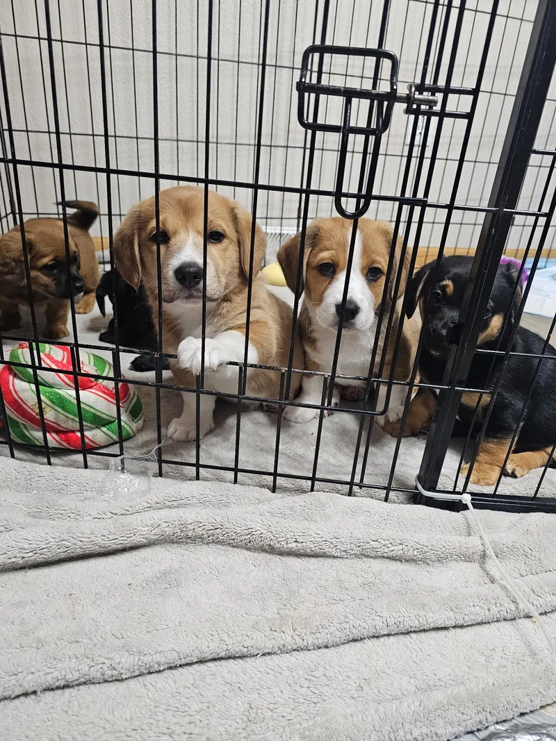 Poppy The Dachshund Mix! thumbnail 4