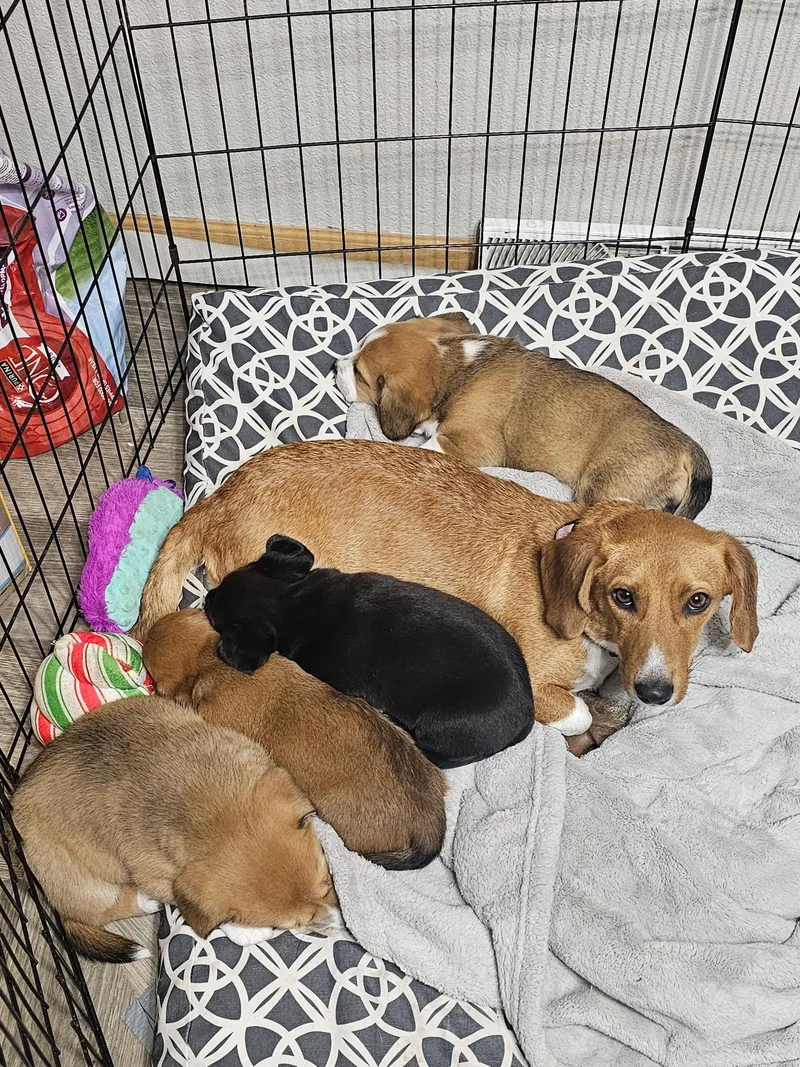 Poppy The Dachshund Mix! thumbnail 5