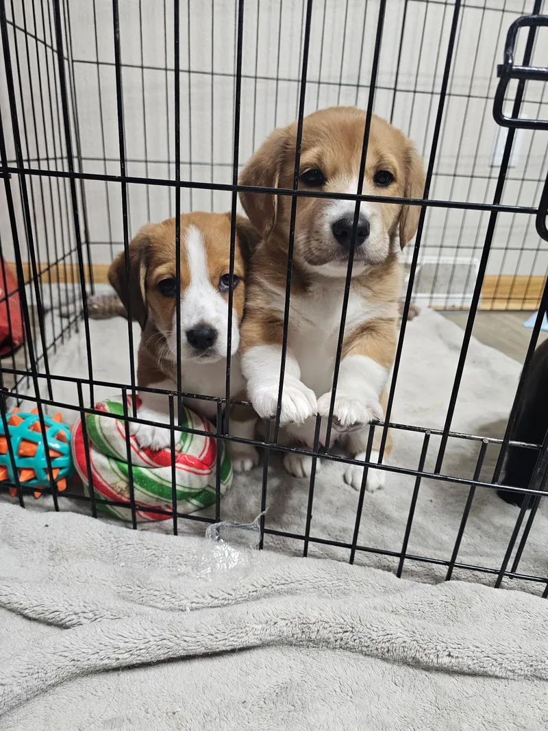 Poppy The Dachshund Mix! thumbnail 6