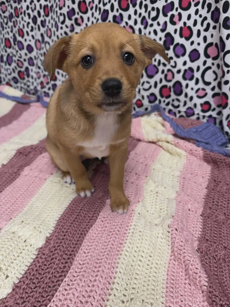 Scarlett The Aussie Mix thumbnail 2