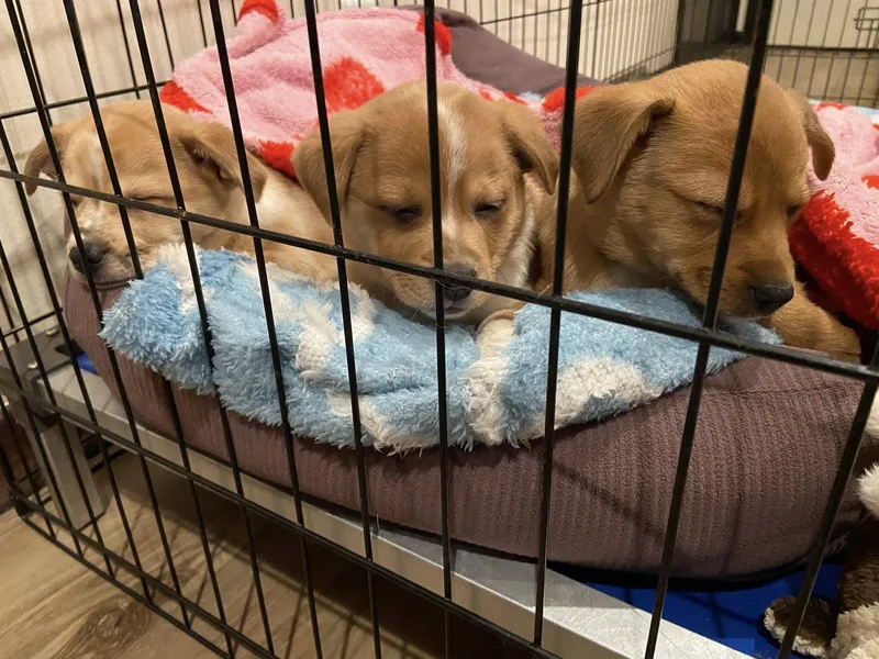 Scarlett The Aussie Mix thumbnail 3