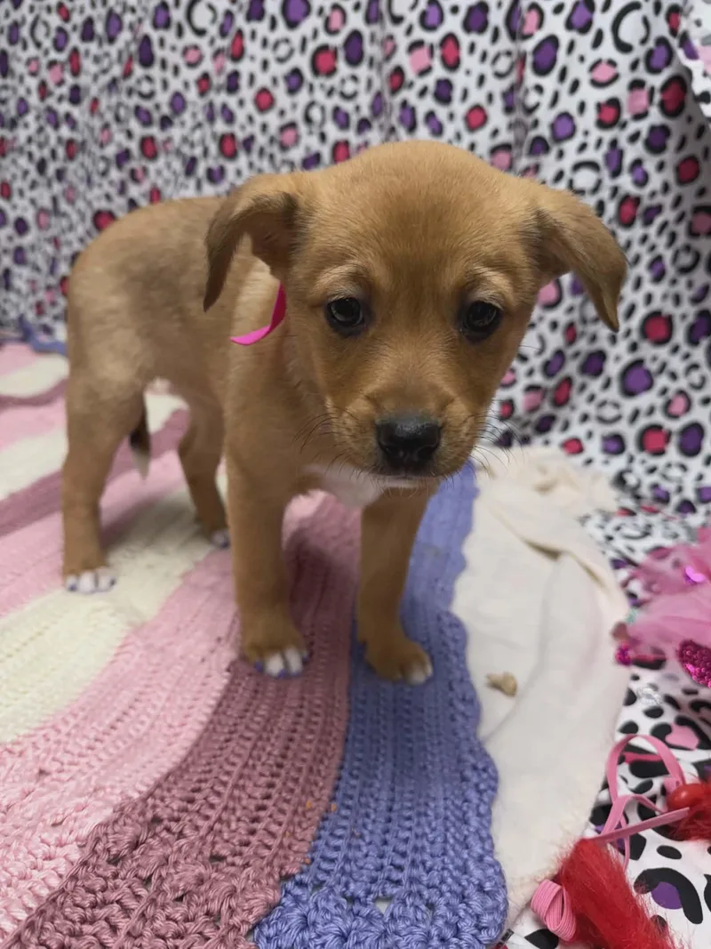 Scarlett The Aussie Mix thumbnail 4