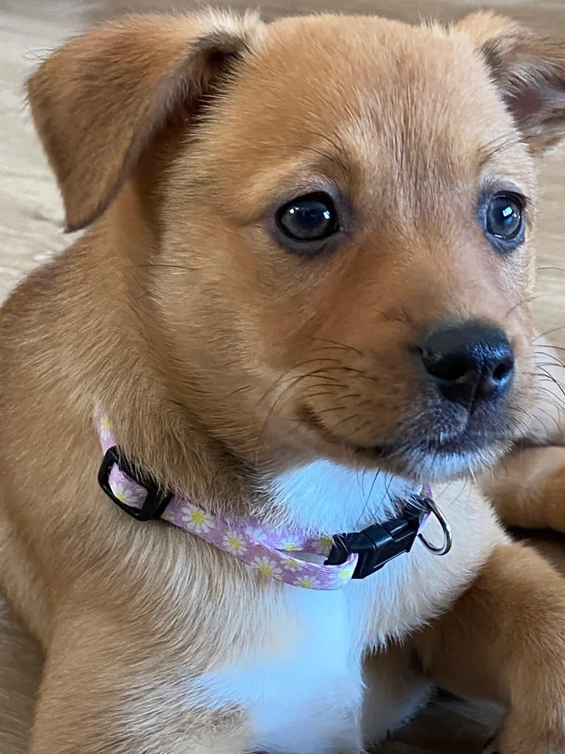 Scarlett The Aussie Mix thumbnail 5