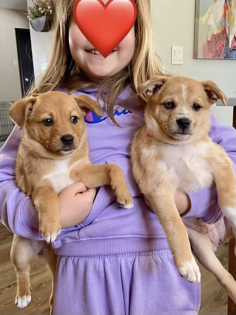 Scarlett The Aussie Mix thumbnail 6