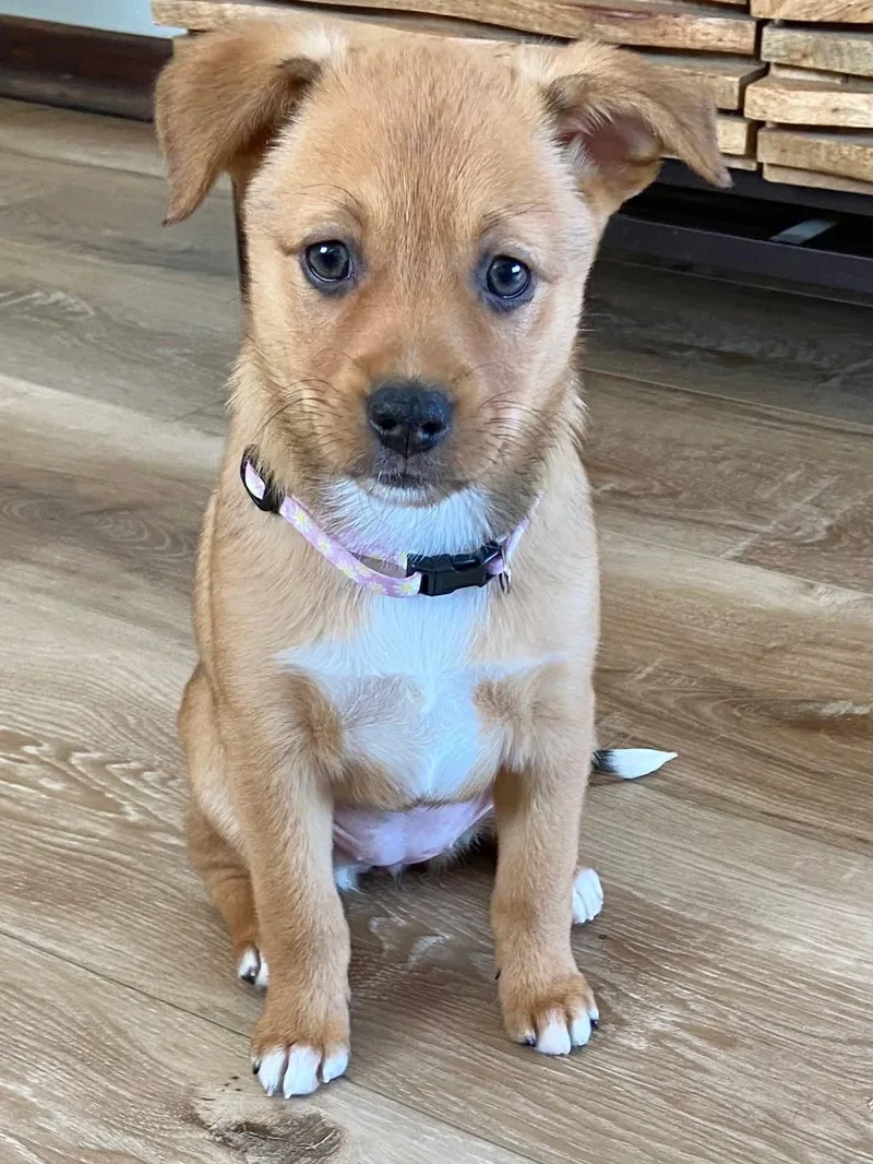 Scarlett The Aussie Mix